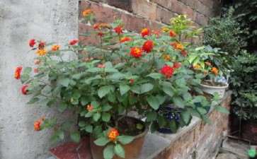 盆栽花木梅雨季节的管理