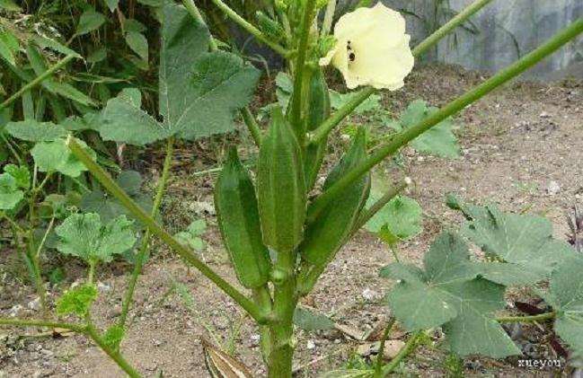 盆栽黄秋葵怎么管理的5个方法