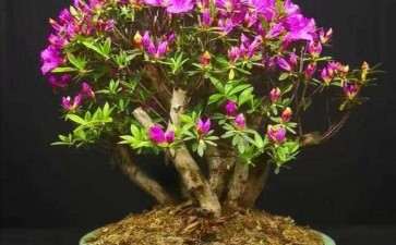 盆栽基质pH调节及其对杜鹃花生长的影响