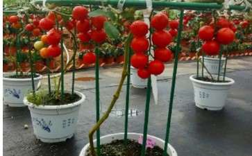 盆栽基质番茄架式怎么栽培的方法
