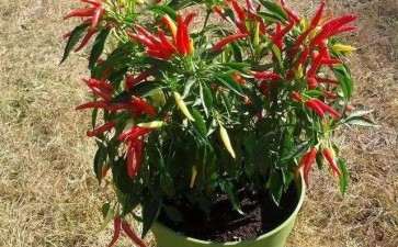 盆栽尖椒怎么栽培的3个技术
