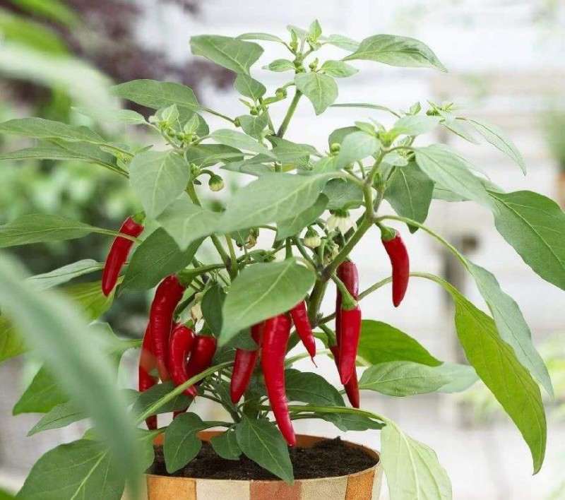 盆栽尖椒怎么管理的5个方法