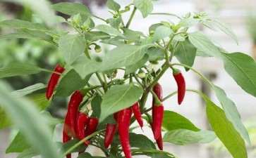 盆栽尖椒怎么管理的5个方法