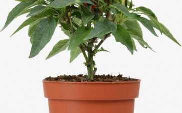 尖椒盆栽病虫害怎么防治的2个方法