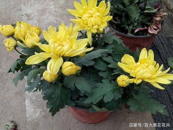 盆栽菊花的茎尖组织培养快繁技术