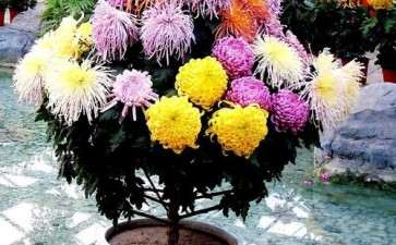 盆栽菊花的茎尖组织培养快繁技术