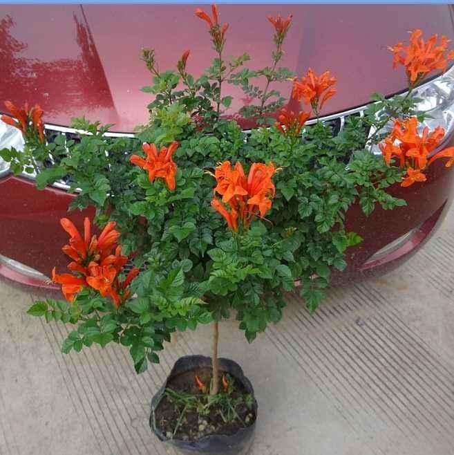 盆栽凌霄花怎么繁殖与栽培的方法