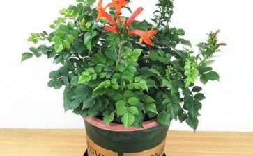 盆栽凌霄花怎么繁殖与栽培的方法