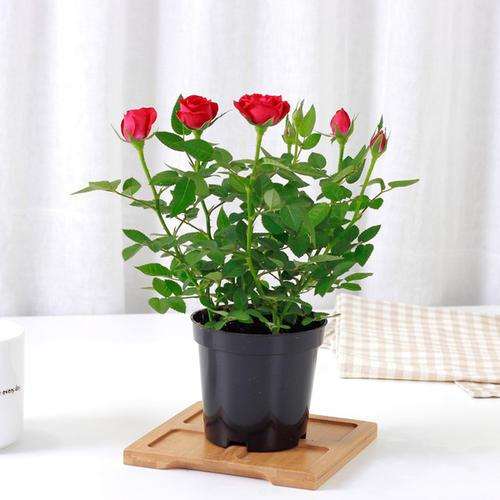 盆栽玫瑰怎么产销谋求创新的升级方法