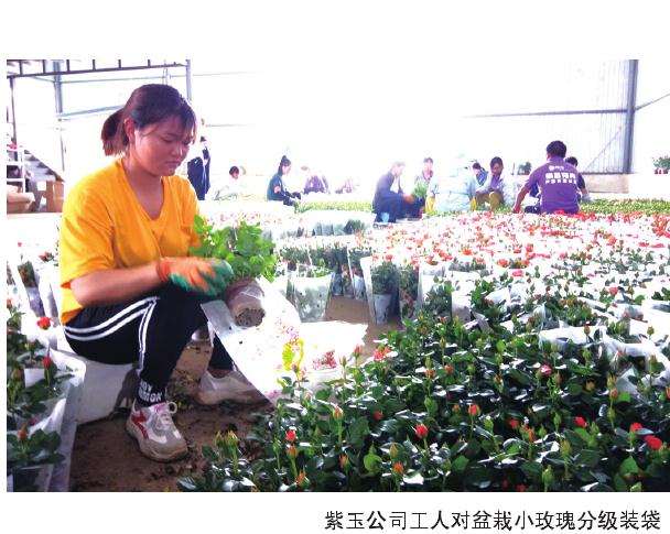 为什么盆栽玫瑰的行情急剧下降