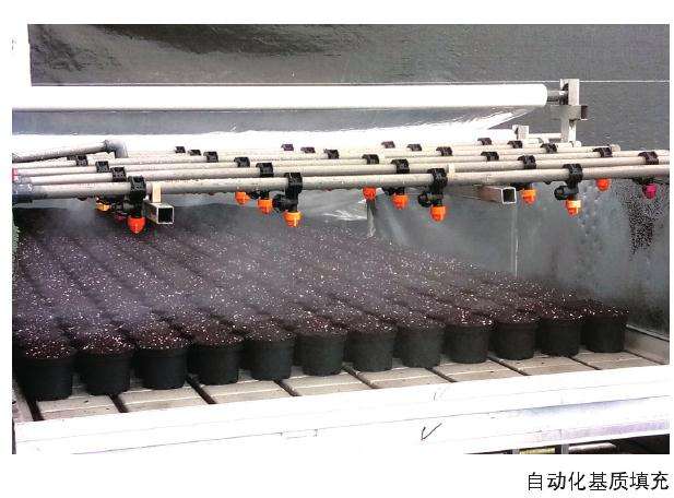 为什么盆栽玫瑰的行情急剧下降