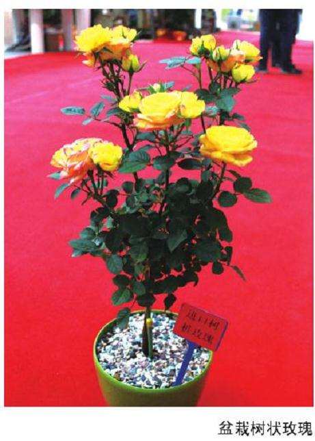 为什么盆栽玫瑰创新升级时代