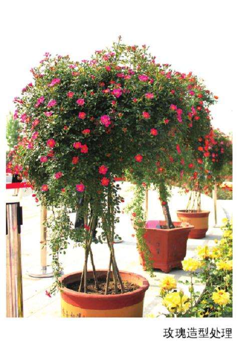 为什么盆栽玫瑰创新升级时代