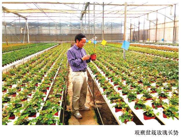为什么盆栽玫瑰新型消费群体