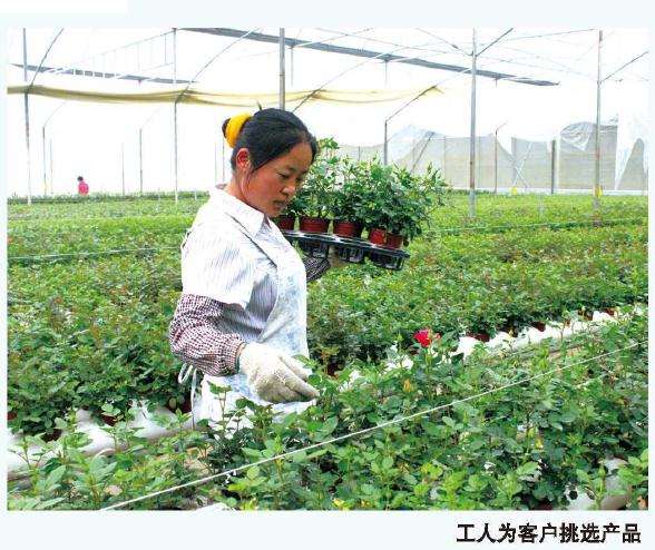云南盆栽玫瑰年预计达3000万盆