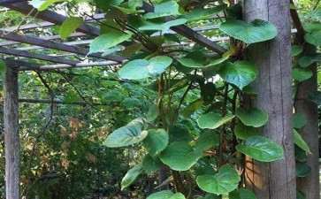 盆栽猕猴桃怎么栽培种植的6个方法