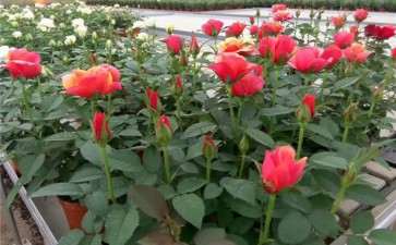 盆栽密度对微型月季生长和观赏性状的影响