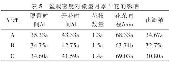 盆栽密度对微型月季开花的影响