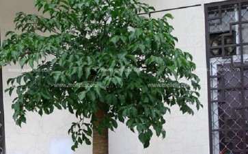 幌伞枫怎么盆栽的3个技术