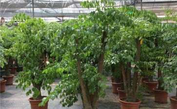 幌伞枫盆栽怎么移植上盆的方法