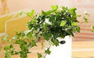 盆栽系统的组成和工作原理