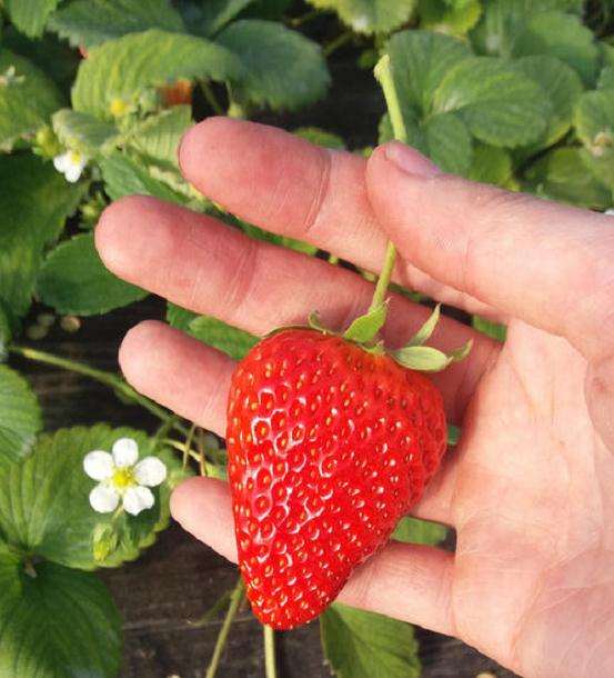 鱼鳞在盆栽草莓上巧应用
