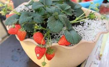 鸡蛋壳 炉渣灰 鱼鳞在盆栽草莓上巧应用