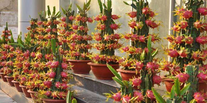 基质配比和缓释肥量对火龙果盆栽生长的影响