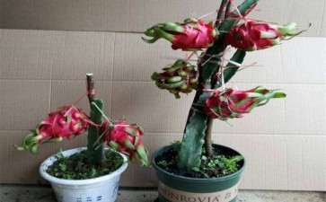 基质配比和缓释肥量对火龙果盆栽生长的影响