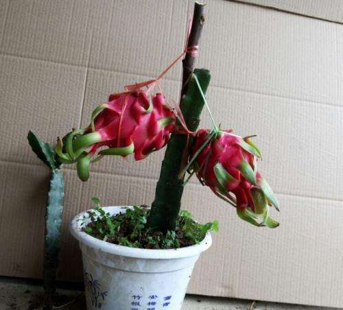 基质配比对火龙果盆栽枝梢长度的影响