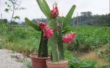 基质配比对火龙果盆栽枝梢长度的影响