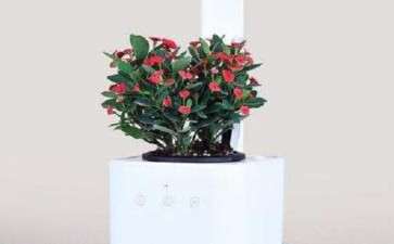 国内外智能盆栽研究现状怎么样