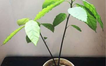 怎么盆栽牛油果的5个方法