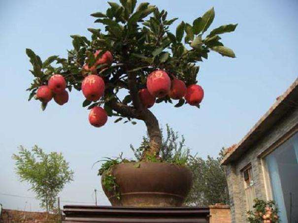 盆栽苹果基质配套栽培技术