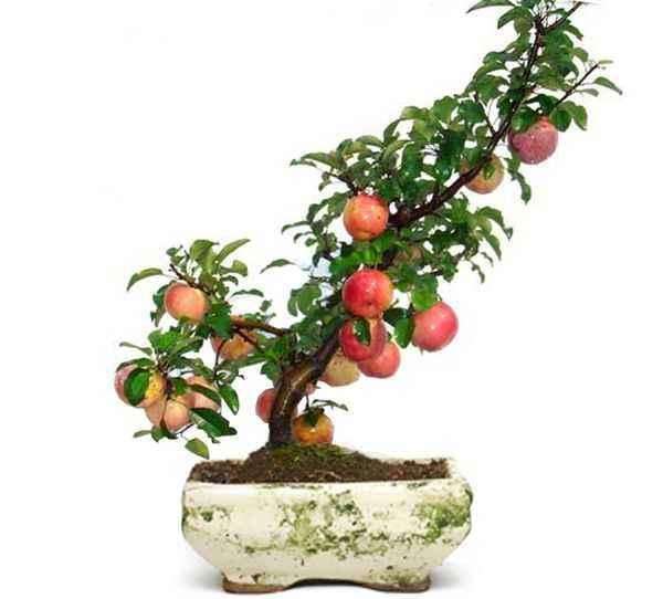 盆栽苹果基质配套栽培技术