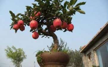 盆栽苹果基质配套栽培技术