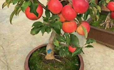 盆栽苹果一株多果的嫁接方法