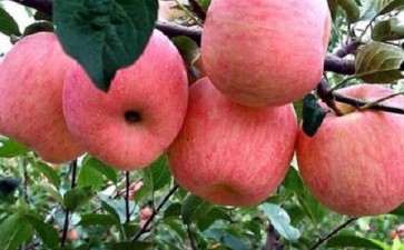 盆栽苹果怎么栽培时间和嫁接技术