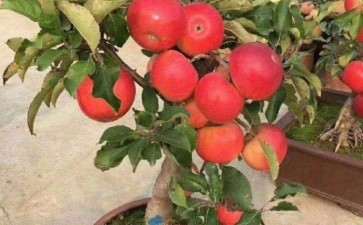 盆栽苹果常见病害怎么防治的方法