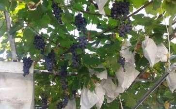 盆栽葡萄快速培育关键栽培技术