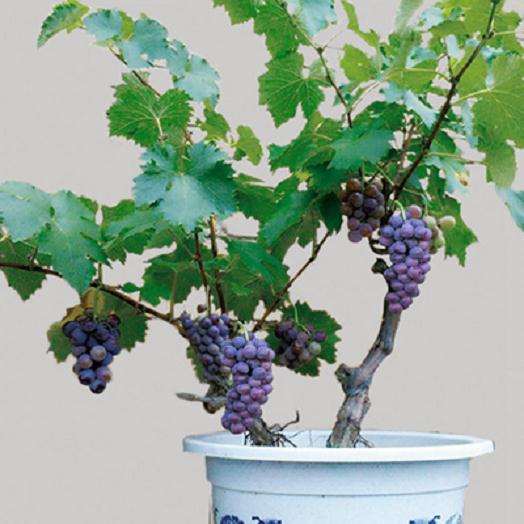 盆栽葡萄怎么土壤选择的3个方法