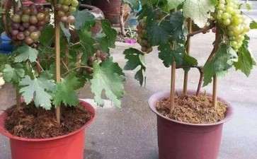 盆栽葡萄怎么幼苗栽种的3个方法