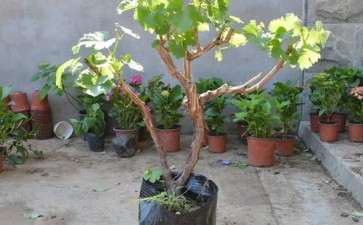 盆栽葡萄怎么栽培的容器和培养土