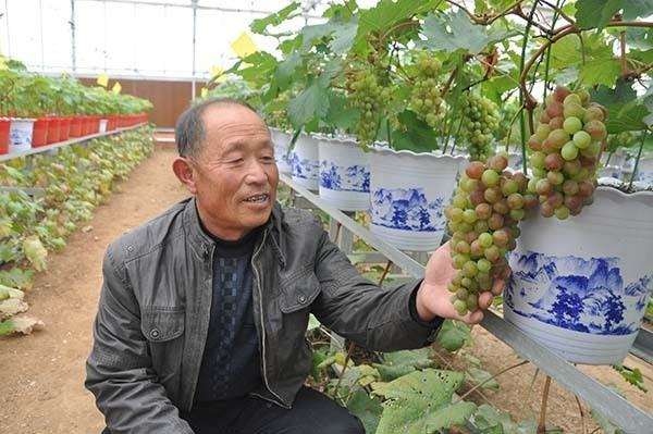 5个适宜盆栽的葡萄品种