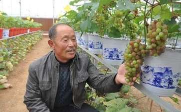 5个适宜盆栽的葡萄品种