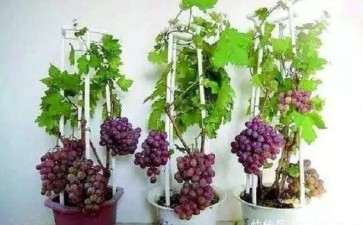 盆栽葡萄怎么枝蔓管理的2个方法