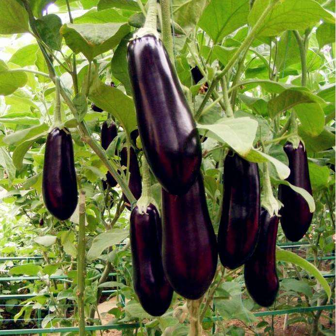 盆栽茄子嫁接成株后怎么管理的6个方法