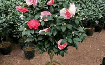 盆栽山茶花怎么养护的3个要点