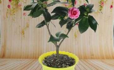 盆栽茶花怎么病虫防治的方法