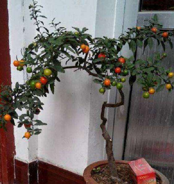 为什么盆栽珊瑚樱 致富好前景